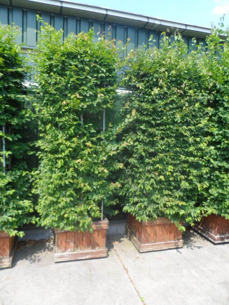  Zuilhaagbeuk (Carpinus Betulus 'A. Beeckman')