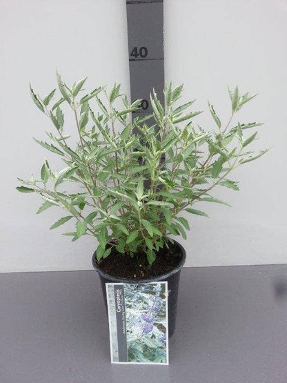  Caryopteris (Caryopteris X Clandonensis 'Sterling Silver')