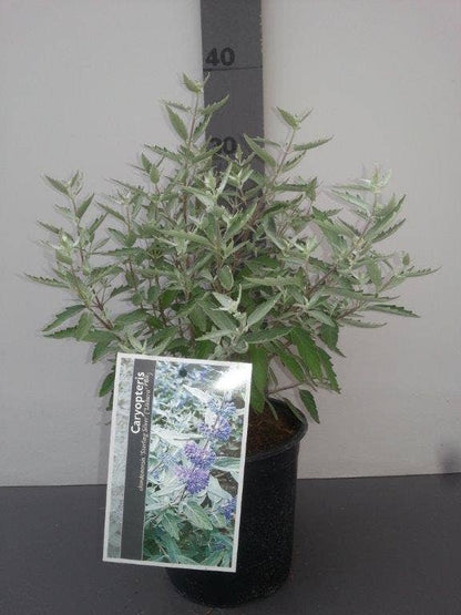  Caryopteris (Caryopteris X Clandonensis 'Sterling Silver')