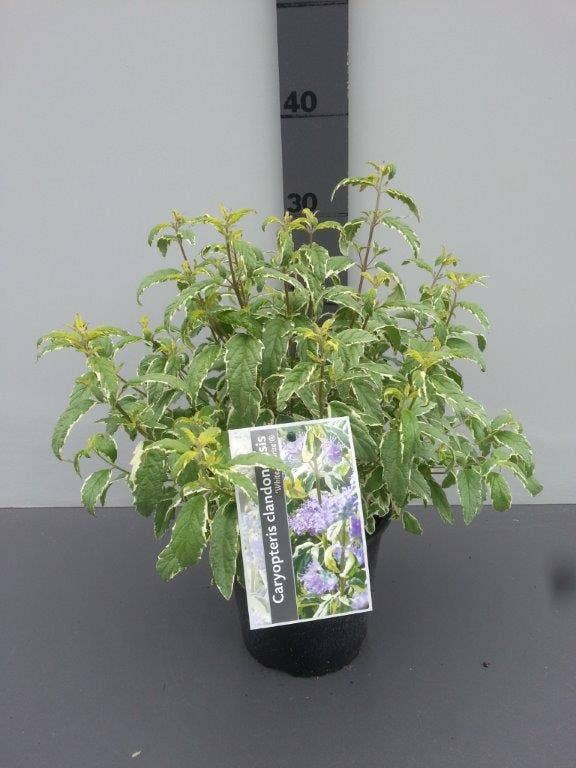  Caryopteris (Caryopteris 'White Surprise')