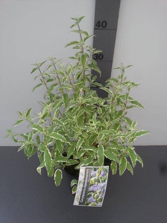  Caryopteris (Caryopteris 'White Surprise')