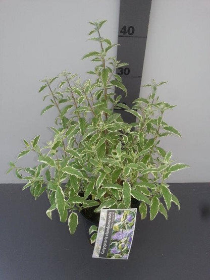  Caryopteris (Caryopteris 'White Surprise')