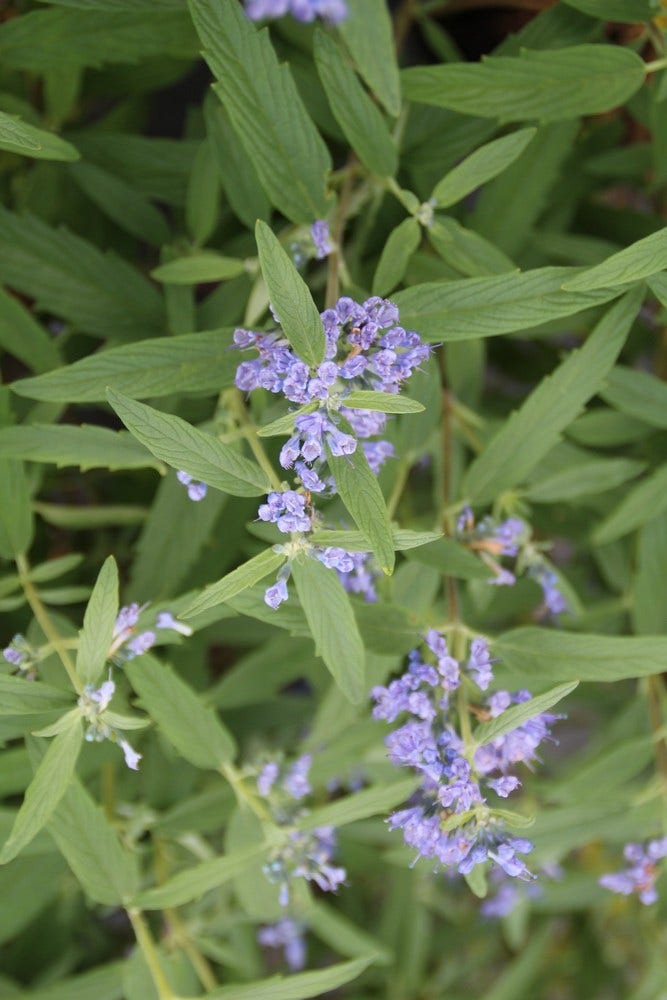  Caryopteris (Caryopteris Clandonensis 'Blue Empire')