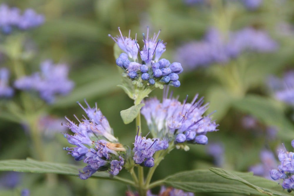  Caryopteris (Caryopteris Clandonensis 'Blue Empire')