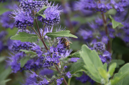  Caryopteris (Caryopteris Clandonensis 'Grand Blue')