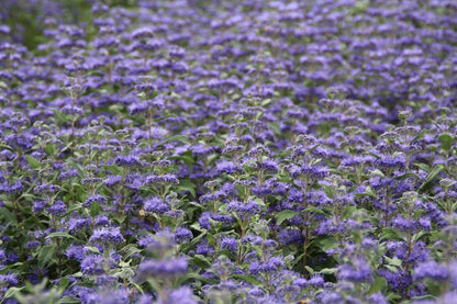  Caryopteris (Caryopteris Clandonensis 'Grand Blue')