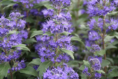  Caryopteris (Caryopteris Clandonensis 'Grand Blue')