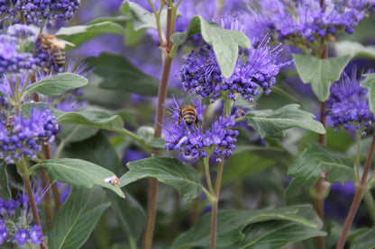  Caryopteris (Caryopteris Clandonensis 'Grand Blue')