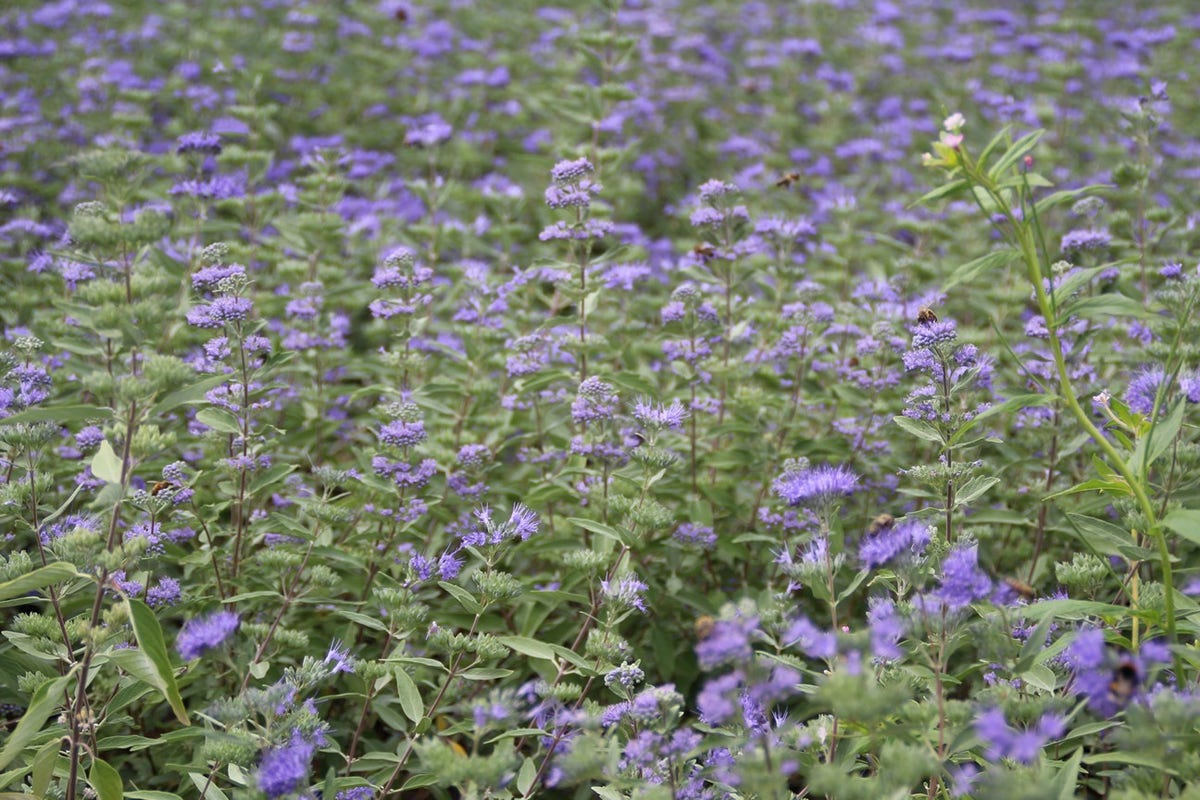  Caryopteris (Caryopteris Clandonensis 'Heavenly Blue')
