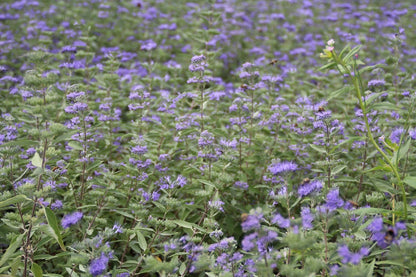  Caryopteris (Caryopteris Clandonensis 'Heavenly Blue')