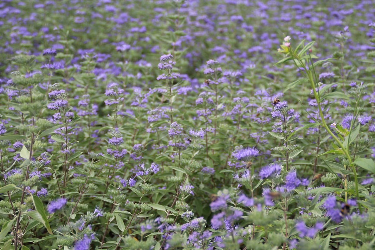  Caryopteris (Caryopteris Clandonensis 'Heavenly Blue')