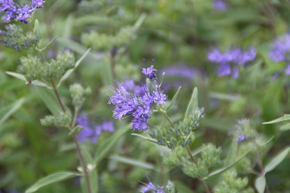  Caryopteris (Caryopteris Clandonensis 'Heavenly Blue')