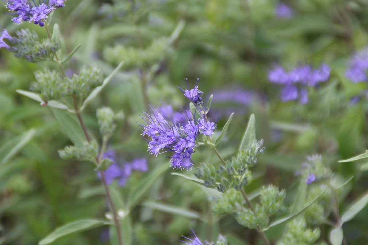  Caryopteris (Caryopteris Clandonensis 'Heavenly Blue')