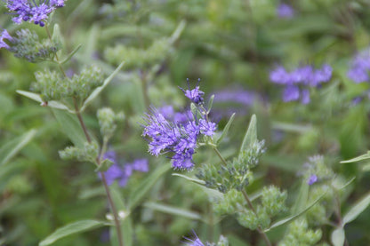  Caryopteris (Caryopteris Clandonensis 'Heavenly Blue')