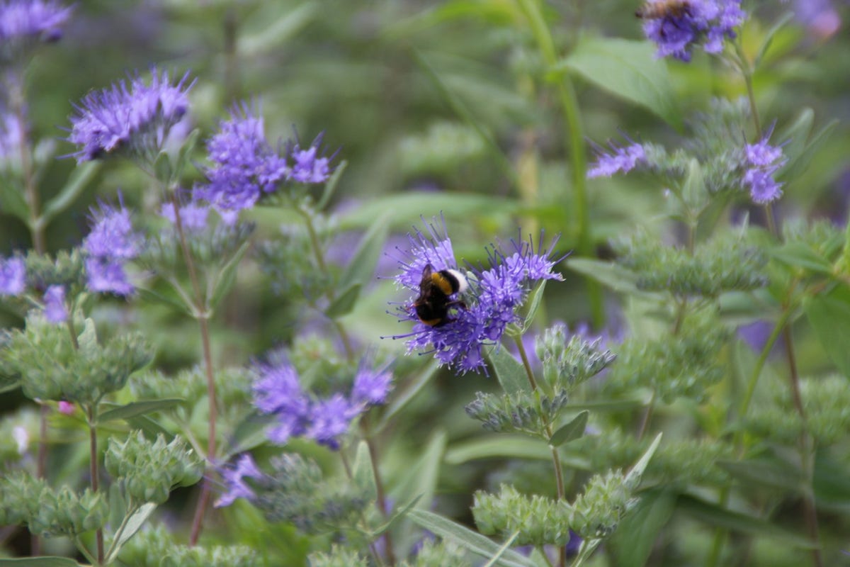  Caryopteris (Caryopteris Clandonensis 'Heavenly Blue')