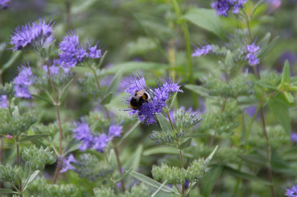  Caryopteris (Caryopteris Clandonensis 'Heavenly Blue')