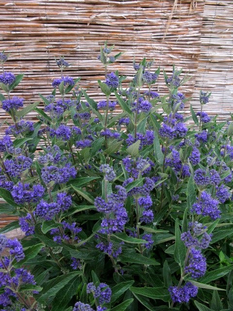  Caryopteris (Caryopteris Clandonensis 'Thetis')