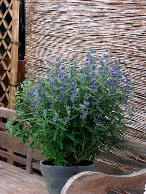  Caryopteris (Caryopteris Clandonensis 'Thetis')