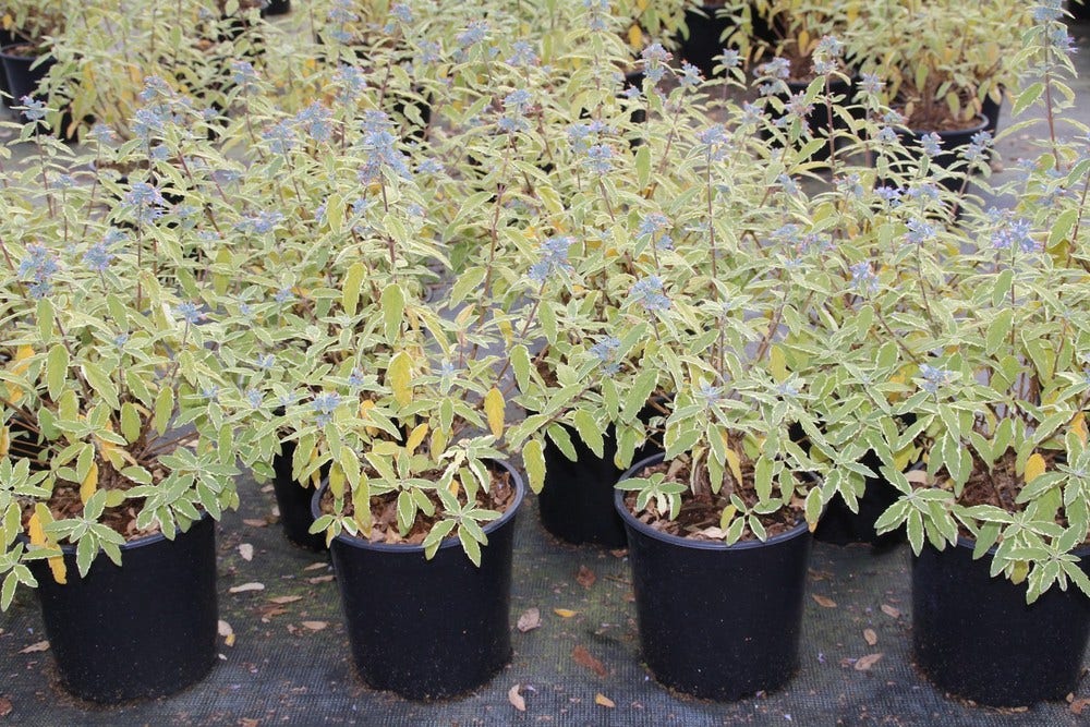  Caryopteris (Caryopteris 'White Surprise')