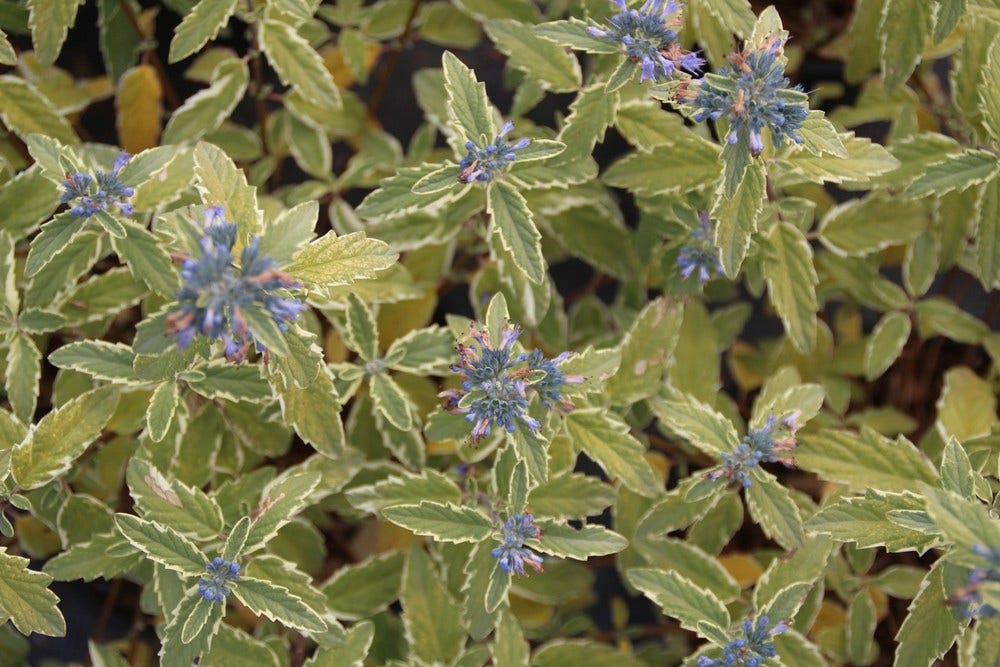 Caryopteris (Caryopteris 'White Surprise')
