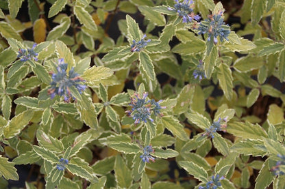  Caryopteris (Caryopteris 'White Surprise')