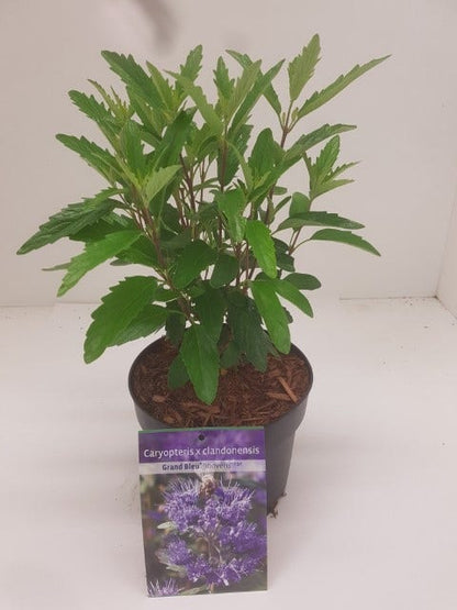  Caryopteris (Caryopteris Clandonensis 'Grand Blue')