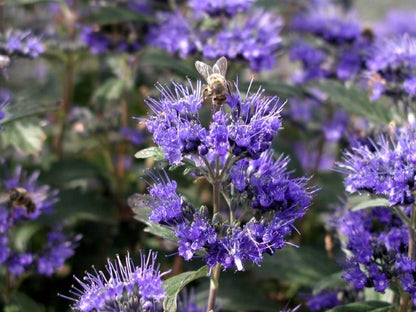 Caryopteris (Caryopteris Clandonensis 'Grand Blue')