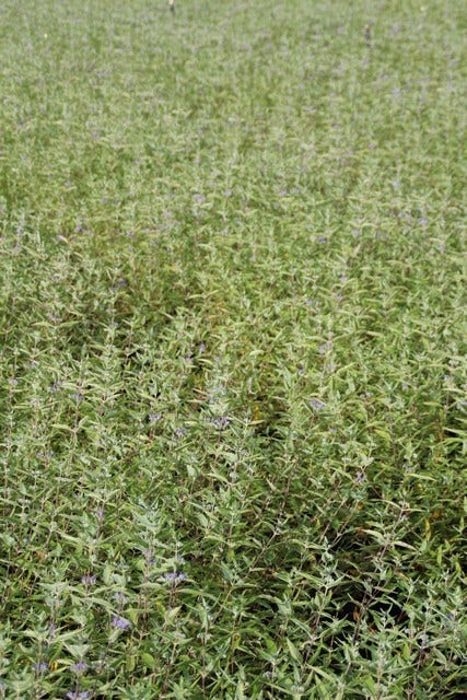  Caryopteris (Caryopteris Clandonensis 'Heavenly Blue')