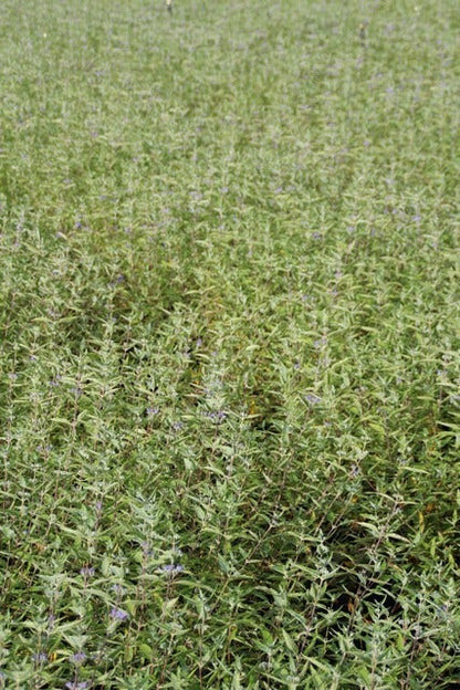  Caryopteris (Caryopteris Clandonensis 'Heavenly Blue')