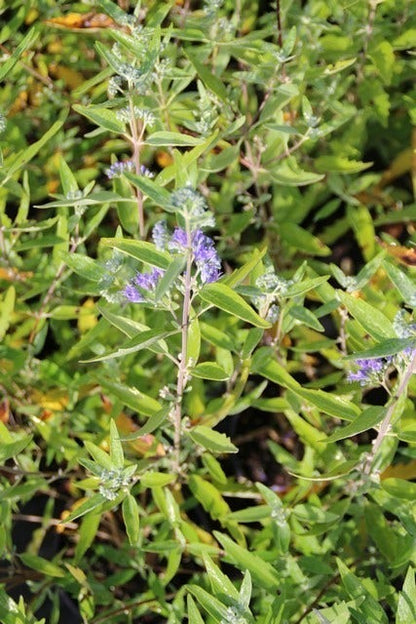 Caryopteris (Caryopteris Clandonensis 'Heavenly Blue')