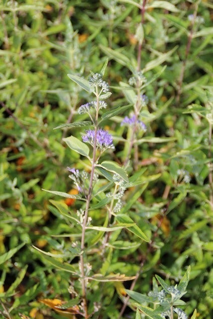  Caryopteris (Caryopteris Clandonensis 'Heavenly Blue')