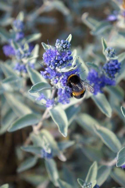  Caryopteris (Caryopteris X Clandonensis 'Sterling Silver')