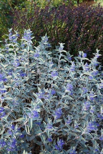  Caryopteris (Caryopteris X Clandonensis 'Sterling Silver')