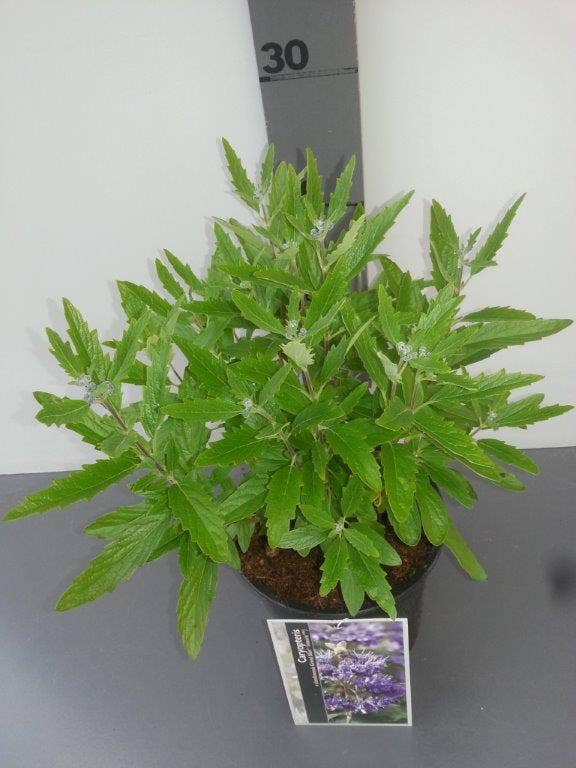  Caryopteris (Caryopteris Clandonensis 'Grand Blue')