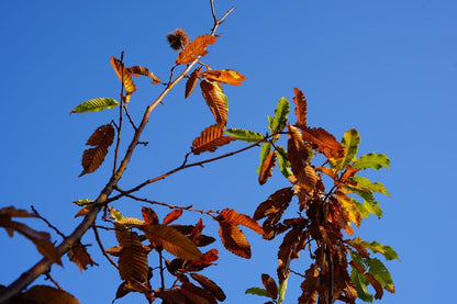  Tamme Kastanje, Bosplantsoen (Castanea Sativa)