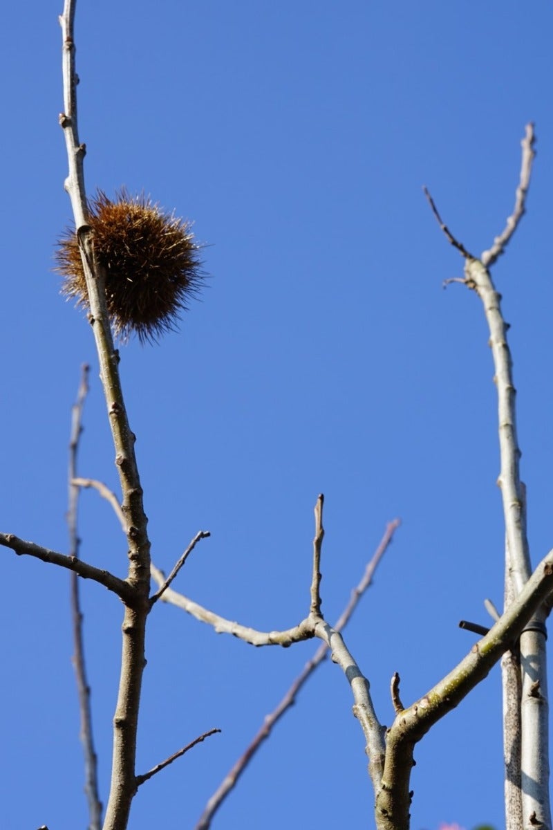  Tamme Kastanje (Castanea Sativa)