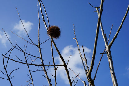  Tamme Kastanje, Bosplantsoen (Castanea Sativa)