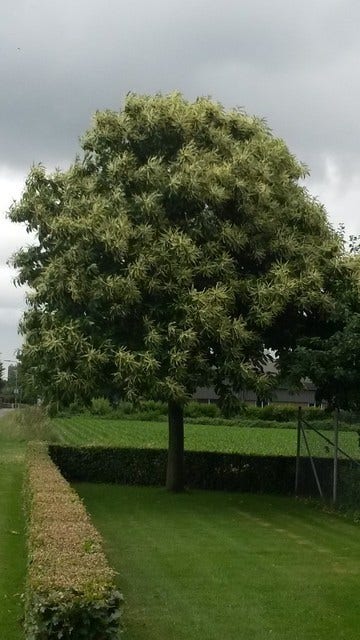  Tamme Kastanje (Castanea Sativa)
