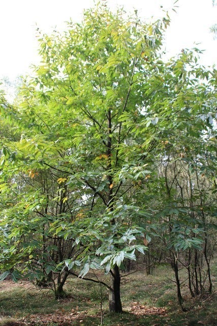  Tamme Kastanje (Castanea Sativa)