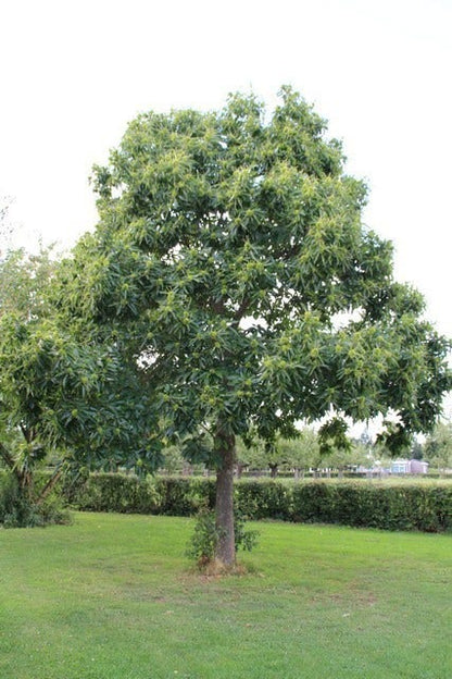  Tamme Kastanje (Castanea Sativa)