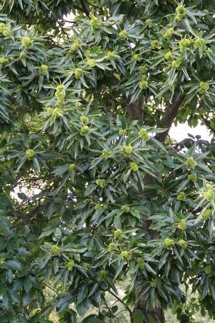  Tamme Kastanje (Castanea Sativa)
