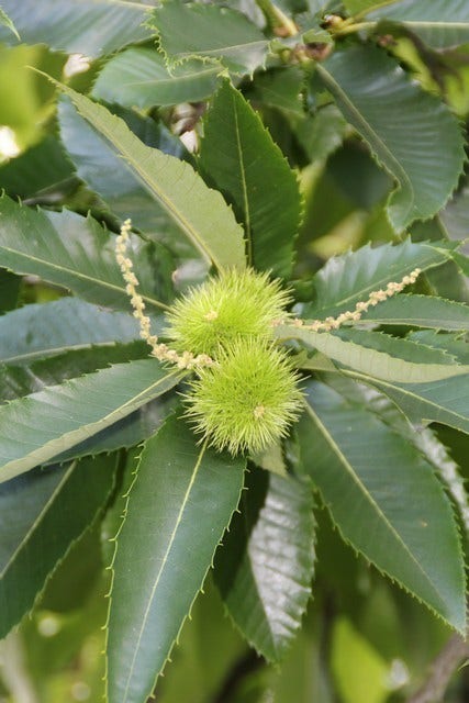  Tamme Kastanje (Castanea Sativa)