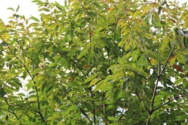  Tamme Kastanje (Castanea Sativa)