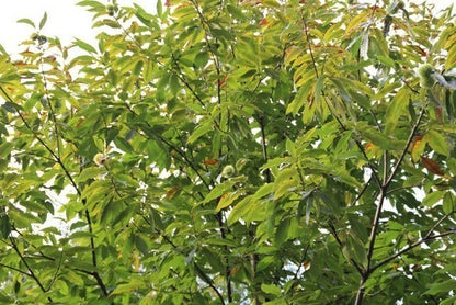  Tamme Kastanje (Castanea Sativa)