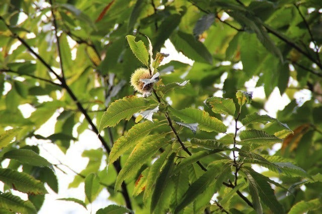  Tamme Kastanje (Castanea Sativa)