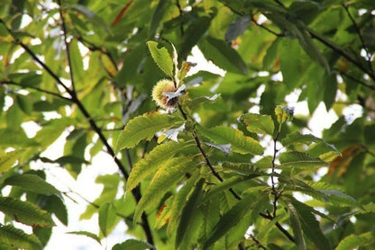  Tamme Kastanje (Castanea Sativa)