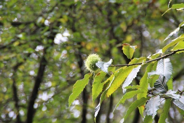  Tamme Kastanje (Castanea Sativa)
