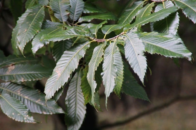  Tamme Kastanje (Castanea Sativa)