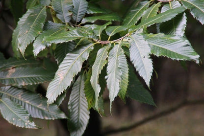  Tamme Kastanje (Castanea Sativa)