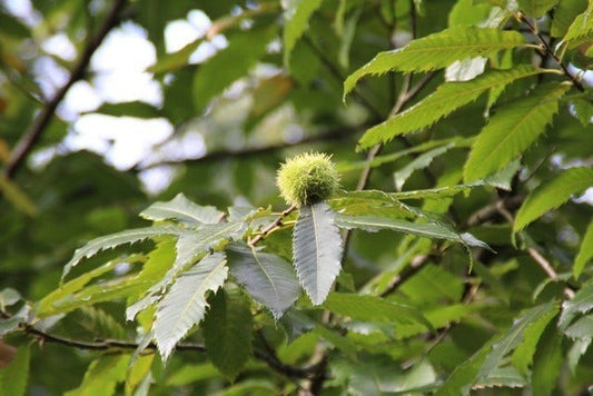  Tamme Kastanje (Castanea Sativa)